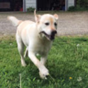 Meet your Posher, Oliver